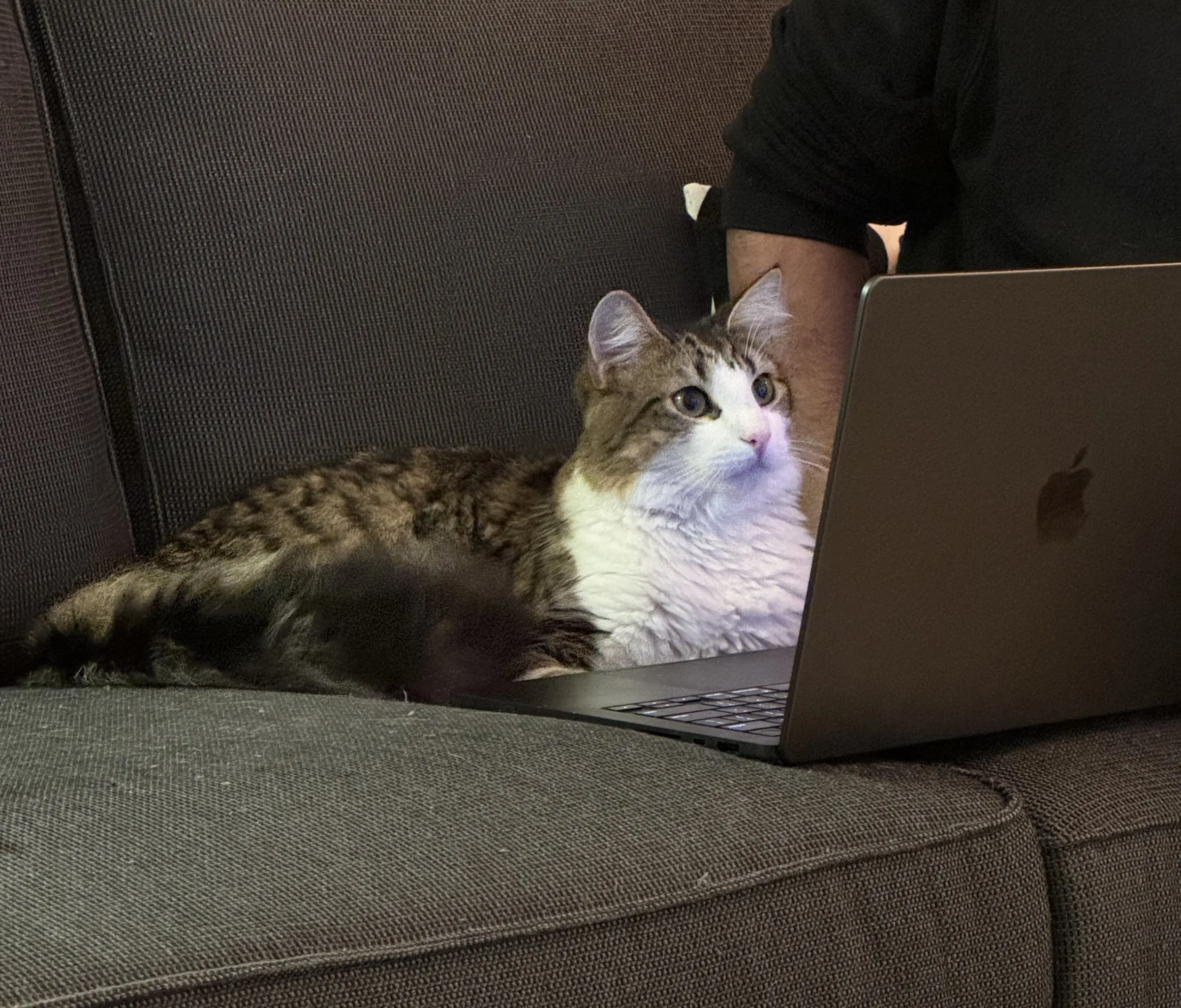 A cat keeping watch beside an open laptop on a couch